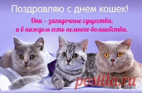 Всем хвостатым-полосатым
Здравия желаю,
А хозяев с днем прекрасным
Нежно поздравляю!