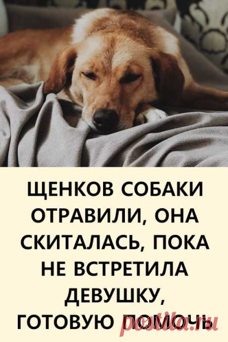 Щенков собаки отравили, а она скиталась по местности, пока не встретила девушку, готовую помочь. Полтора года тому назад девушка по имени Юлия Михеева увидела в социальных сетях объявление с просьбой помочь бездомным щенкам. Малыши родились в дачном кооперативе и бегали по саду. #животные #доброта #история #интересно