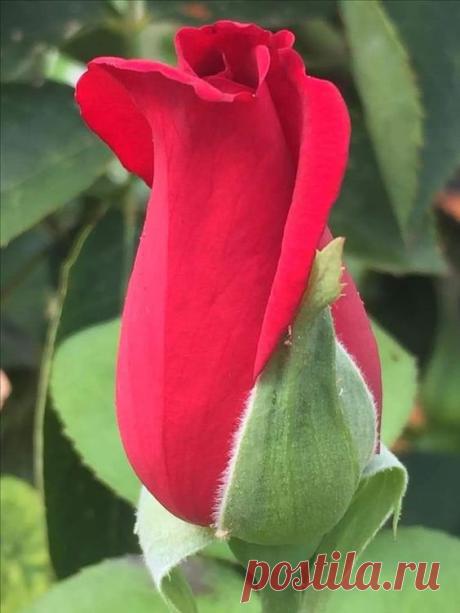 (11) Pinterest