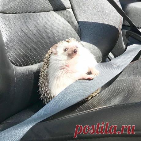 16 фотографий ежей, которые могут посоревноваться в мимишности с котятами и щенками