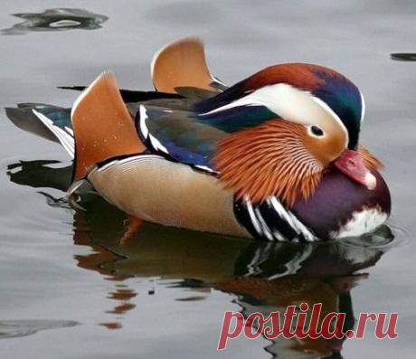 28551569_Utkamandarinka.jpg (500×431)