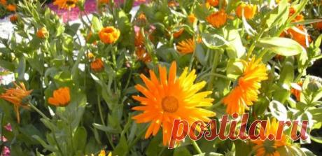 Целебные свойства календулы: как применять?
