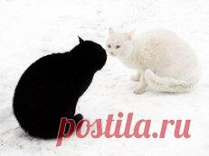 черное и белое картинки - 841 тыс. картинок. Поиск Mail.Ru