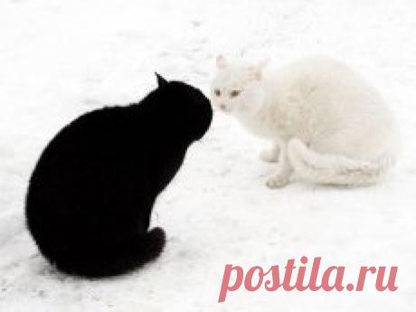 черное и белое картинки - 841 тыс. картинок. Поиск Mail.Ru