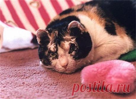 Героизм кошки Скарлетт или что такое настоящее материнство