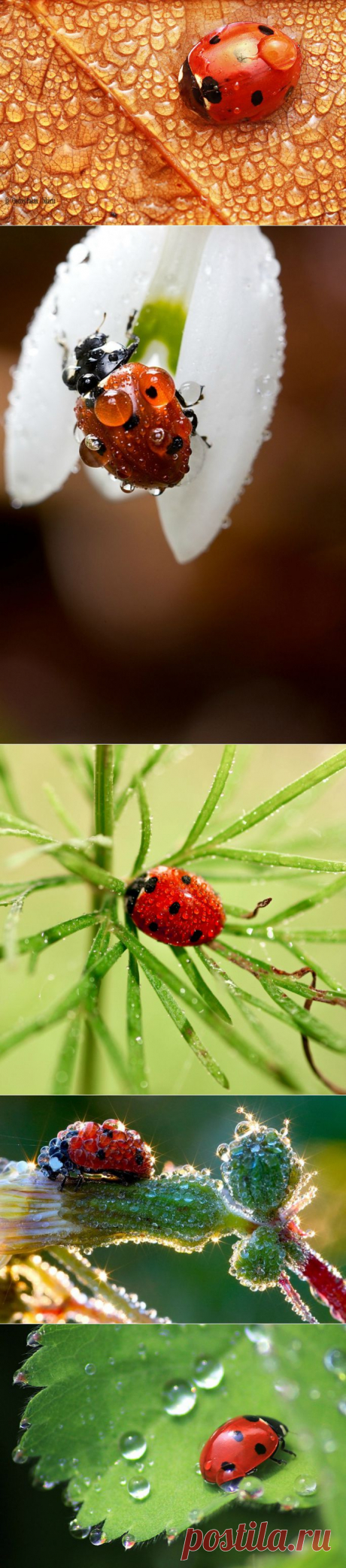 Божьи коровки в капельках росы!.