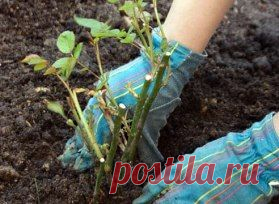 (99) Одноклассники