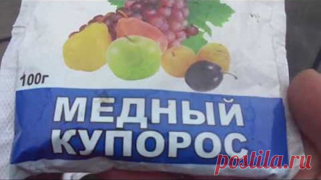 ОБРАБОТКА ТЕПЛИЦЫ МЕДНЫМ КУПОРОСОМ УНИЧТОЖИТ ВСЮ ПРОШЛОГОДНЮЮ ФИТОФТОРУ. Ольга Чернова.