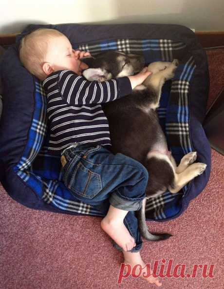 Дети и собаки / Питомцы