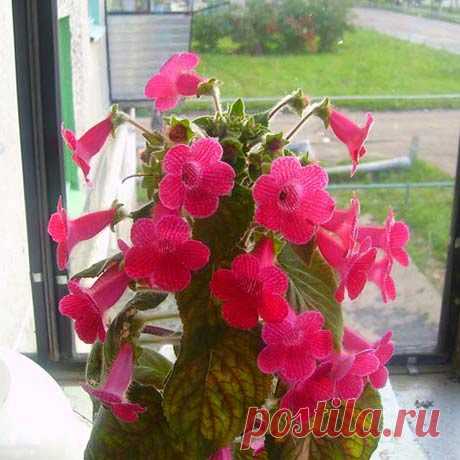 Комнатное растение Смитианта (Smithiantha). Род назван в память об английской художнице Кью Смит, работавшей в Ботаническом саду Лондона. Родина смитиант - горные районы Мексики. Высота растений обычно не превышает 40 см. Цветение происходит почти в течение всего года за исключением зимнего периода.