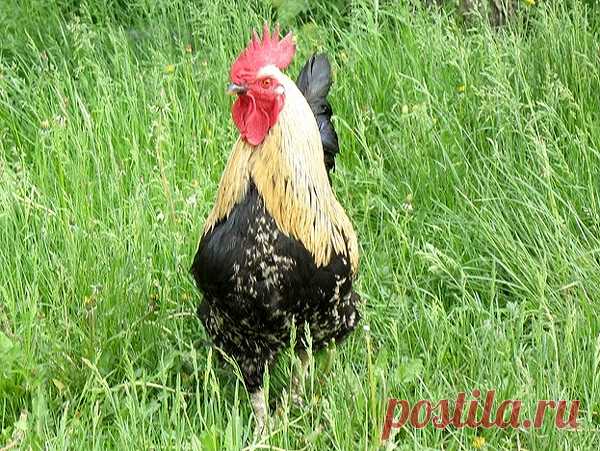 Курица и народные суеверия