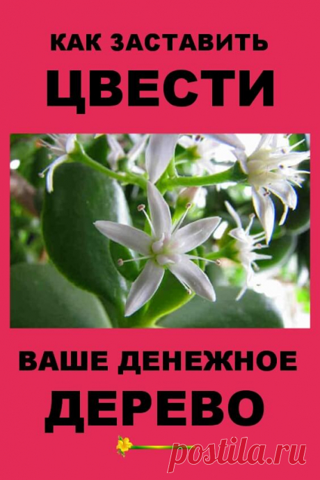 Как заставить цвести ваше домашнее денежное дерево