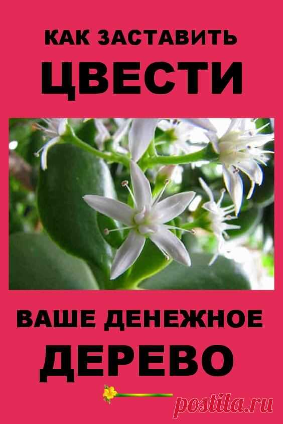 Как заставить цвести ваше домашнее денежное дерево