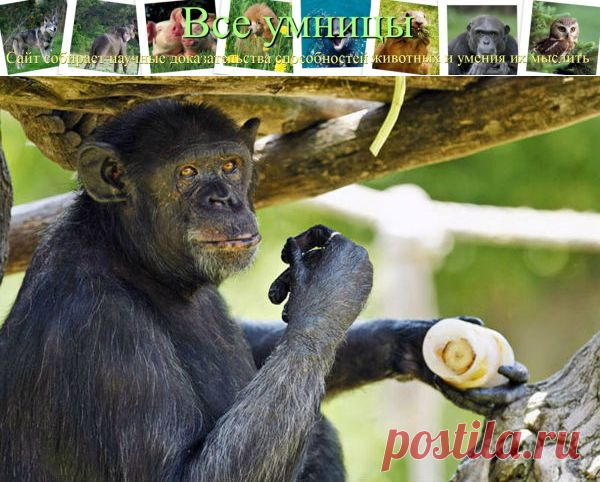 Шимпанзе хватает ума, чтобы готовить пищу | Все умницы
Шимпанзе хватает ума, чтобы готовить пищу
Умный шимпанзе понимает принцип причинно следственной связи, что такое готовить пищу, как приготовить пищу, и применяет это на практике
http://vse-umnici.ru/shimpanze-xvataet-uma-chtoby-gotovit-pishhu/