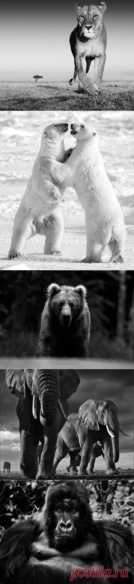 >> Опасные животные | ФОТО НОВОСТИ