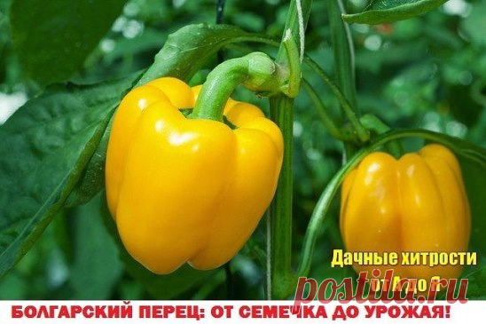Болгарский перец — посадка, выращивание, уход