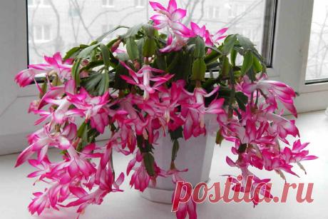 Декабрист соседа каждый год красивее, чем у всех в деревне. Отправился к нему и напрямую спросил, что он делает с цветком | ДАЧКОМ: Дачный Комиссар | Яндекс Дзен