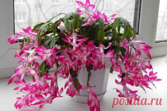 Декабрист соседа каждый год красивее, чем у всех в деревне. Отправился к нему и напрямую спросил, что он делает с цветком | ДАЧКОМ: Дачный Комиссар | Яндекс Дзен