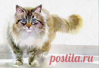 «как нарисовать акварелью пушистого сибирского кота» — карточка пользователя vicktoriacherednichenko в Яндекс.Коллекциях
