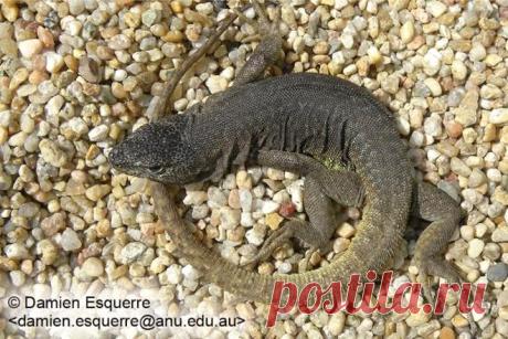 Лиолемус Liolaemus riodamas, Чили.
https://www.iucnredlist.org/details/56098897/0