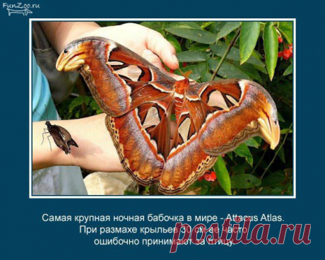 пп