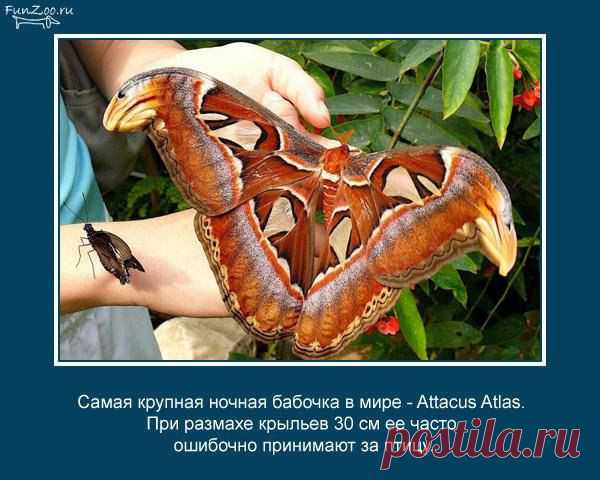 пп