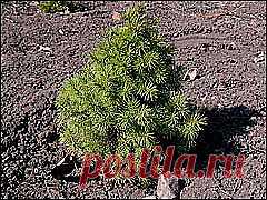 Посадка хвойников весной/ Gardenia (автор Колесникова Е.Г.)
