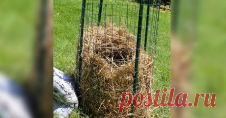 Больше не покупайте картошку. Новый метод выращивания нескончаемого запаса картошки прямо у Вас дома! — Хитрости жизни