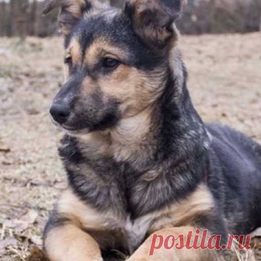 Коломна.
Милая Лада - щеночек для душевного тепла и уюта! 
Ладочка добрая, ласковая, покладистая собачка, 5 мес, с умным и немного печальным взглядом, т.к ей очень хочется общения. Лада любит ласку и даже обнимает лапками, боясь отпустить этот миг счастья.
Девочка очень смышленая и понимающая. Собачка, мечтающая найти свою семью, которую будет очень сильно любить и которая станет для неё целым миром.
У Ладочки необыкновенный, красивый, чепрачный с белым окрас и особенная с...