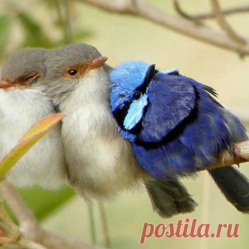 Птицы, прижавшиеся друг к другу, чтобы согреться, заставят таять ваше сердце!