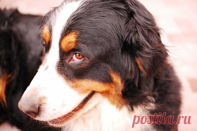 Это такая кокетка ...