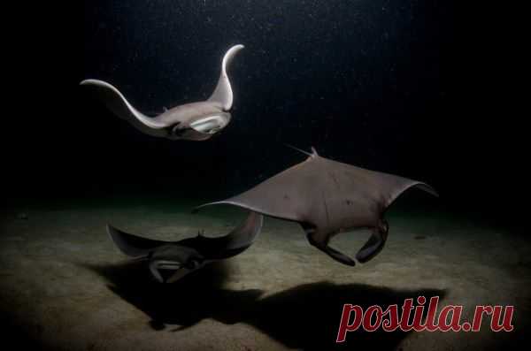 20 фотографий нашего изумительного мира. Скаты