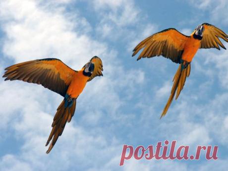 Near Passerine Pictures - National Geographic