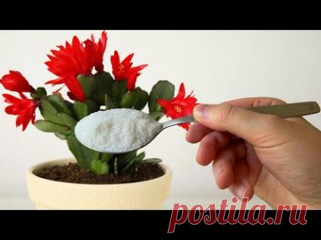 1 Чайная Ложка под любой домашний цветок и он мощно позеленеет и пышно зацветет!+10 Мировых Рецептов