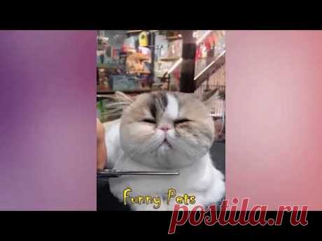 Смотреть бесплатно