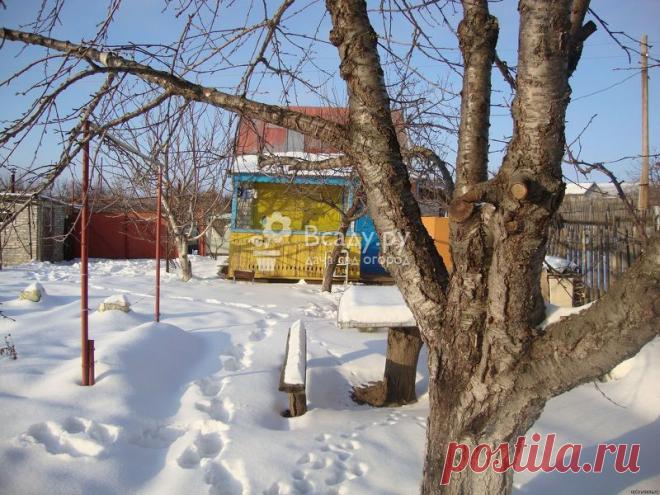 Уход за деревьями в феврале: лечение морозобоин и защита от ожогов Проверка и лечение растений после морозов, защита от солнечных ожогов: чем замазать трещины, как бороться с отслоением коры, как определить степень обморожения ветвей