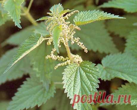 Лечебные свойства крапивы | Кому за пятьдесят