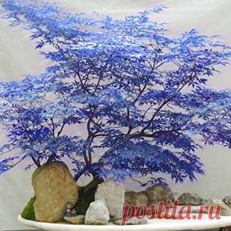 Blue Maple Seeds Maple Seeds Bonsai Tree Plants Potted Garden Japanese Maple Seeds 10 Pieces / Lot
amazon.com из amazon.com  |  Pinterest • Всемирный каталог идей