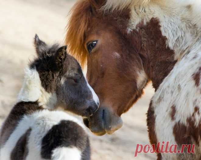 Животные тоже любят: милейшая фотоподборка для поднятия настроения | PhotoWebExpo | Яндекс Дзен