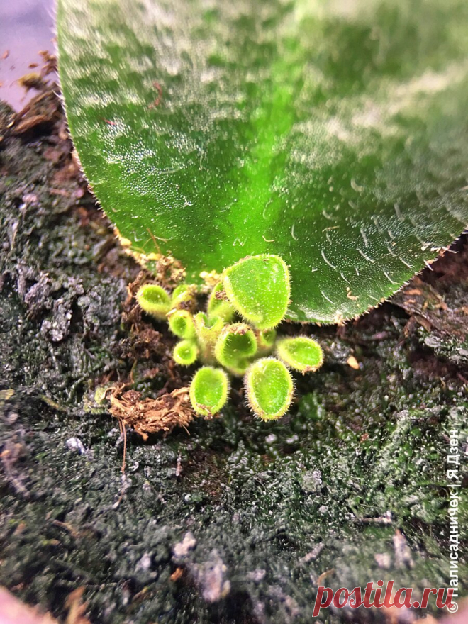 Фиалки. Изобретение для спасения деток, которым я горжусь | Палисадничек | Яндекс Дзен