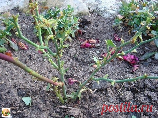 ПОДГОТОВКА РОЗ К ЗИМЕ