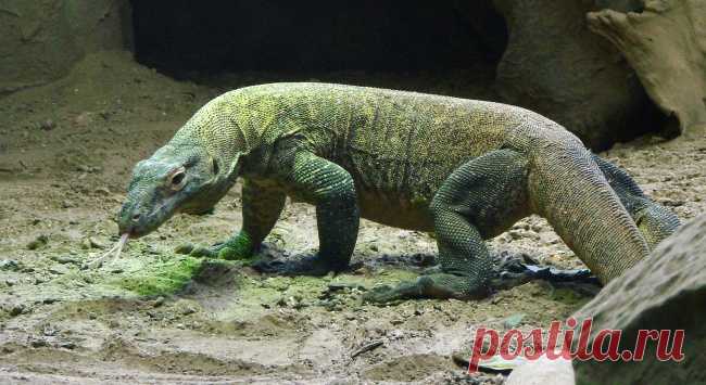 9 секретов о животных, которые нам никогда не рассказывали на уроках биологии