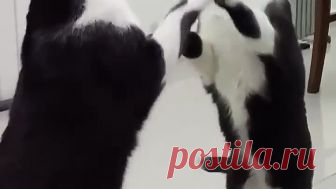 Тот, кто сидит в зеркале