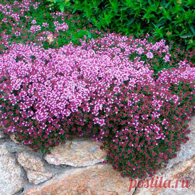 Лекарственное растение Тимьян ползучий (Thymus serpyllum). Сборный вид, чрезвычайно богатый формами. Многолетнее растение высотой от 5 до 30 см, Стебли полегающие до приподнимающихся, часто укореняющиеся, у основания иногда несколько одревесневающие. Накрест-супротивные плоские листья обратнояйцевидные до линейно-эллиптических; в отличие от культивируемого тимьяна обыкновенного с нижней стороны не имеют белого опушения. Розово-красные до красно-фиолетовых цветки на верхушках стеблей.