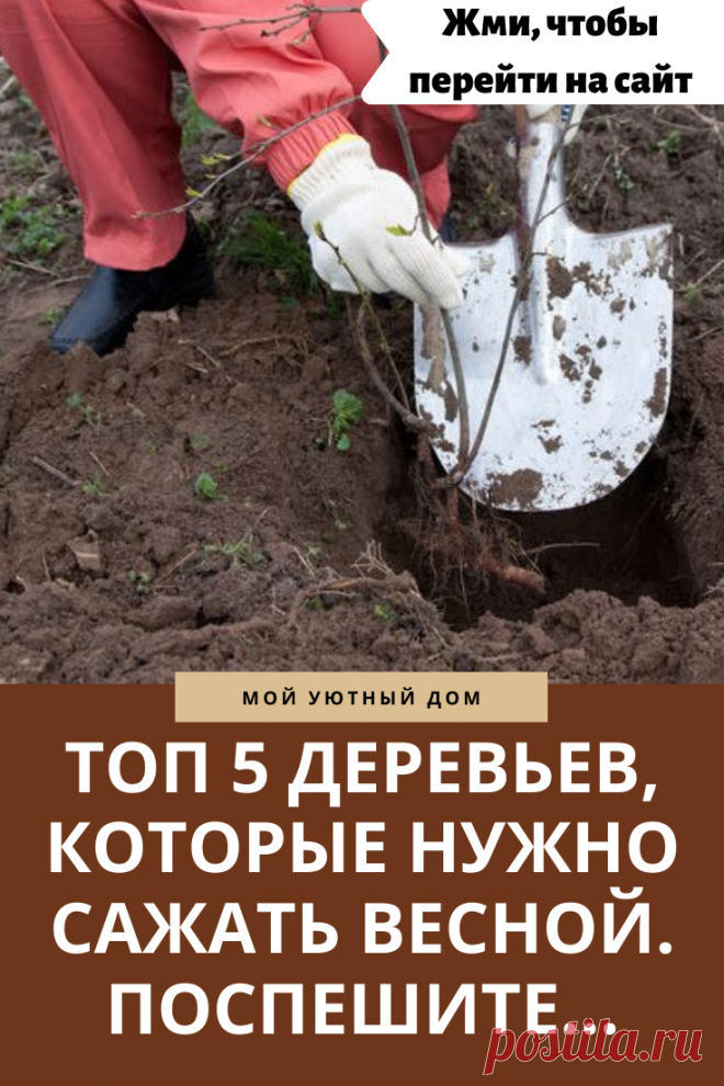 Деревья, которые стоит посадить весной