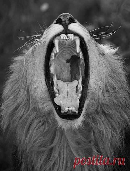 josefina - Untitled – Savee