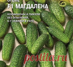 Огурец Магдалена F1 семена - низкая цена, описание, отзывы, продажа