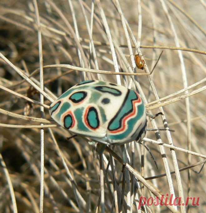 КЛОП. Щитник-черепашка - жук Пикассо.