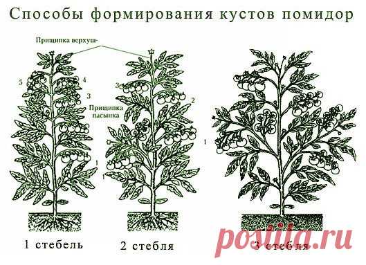 ОПЫТ ВЫРАЩИВАНИЯ ТОМАТОВ ОТ ОДНОЙ ОГОРОДНИЦЫ
Сохраните, чтобы не потерять!
Мои СЕКРЕТЫ:
Люблю высокорослые сорта томатов. 
Я сажаю по 2 растения, выравнивая верхушки , соединив стебли вместе.
Они друг друга поддерживают.
Сажаю в траншейки, что бы полив достиг не на 3 см, а пролить глубиной 30 — 35 см. Тогда корневая система будет формироваться на такой глубине, и не будет подвержена весенним похолоданиям и летней жаре. в верхнем слое почвы. Ведь болезни томатов, в основном...