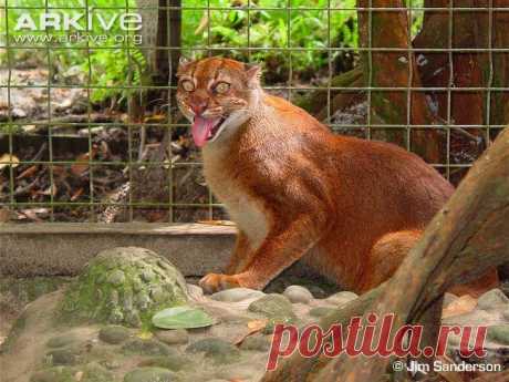 Bay cat - Alchetron, The Free Social Encyclopedia The bay cat (Catopuma badia), also known as the Bornean cat, Bornean bay cat, or Bornean marbled cat, is a wild cat endemic to the island of Borneo that appears relatively rare compared to sympatric felids, based on the paucity of historical, as well as recent records. In 2002, the IUCN classified t